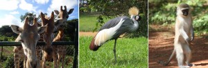 uganda-wildlife-education-center